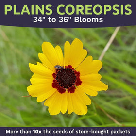 Sweet Yards Plains Coreopsis open-pollinated seeds ready for sowing.