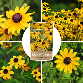 SWEET YARDS Garden color and late-season blooms from Rudbeckia hirta