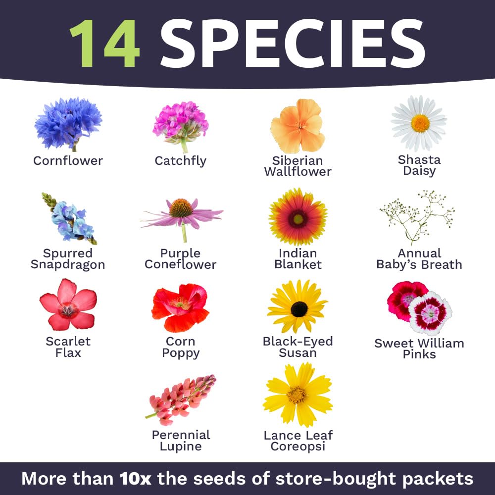 Pollinator-friendly bloom display from Sweet Yards wildflowers