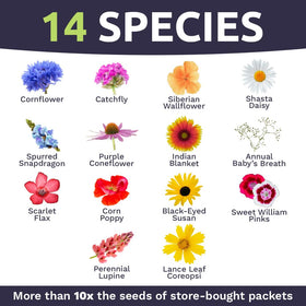 Pollinator-friendly bloom display from Sweet Yards wildflowers