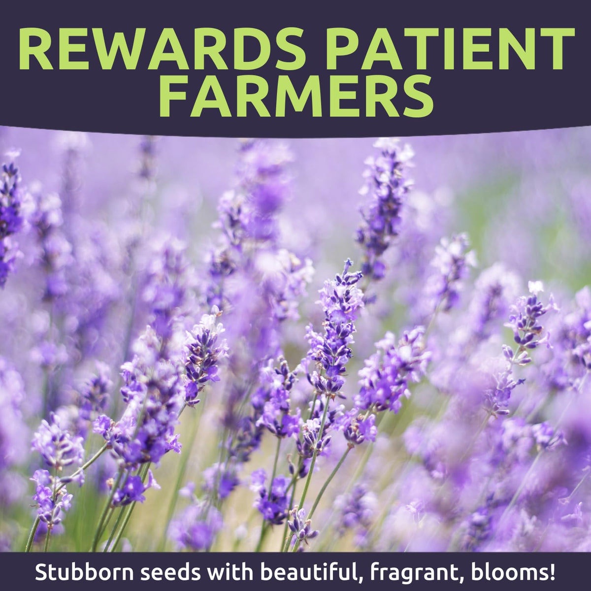 Sweet Yards lavender blooms attract pollinators and add fragrance.