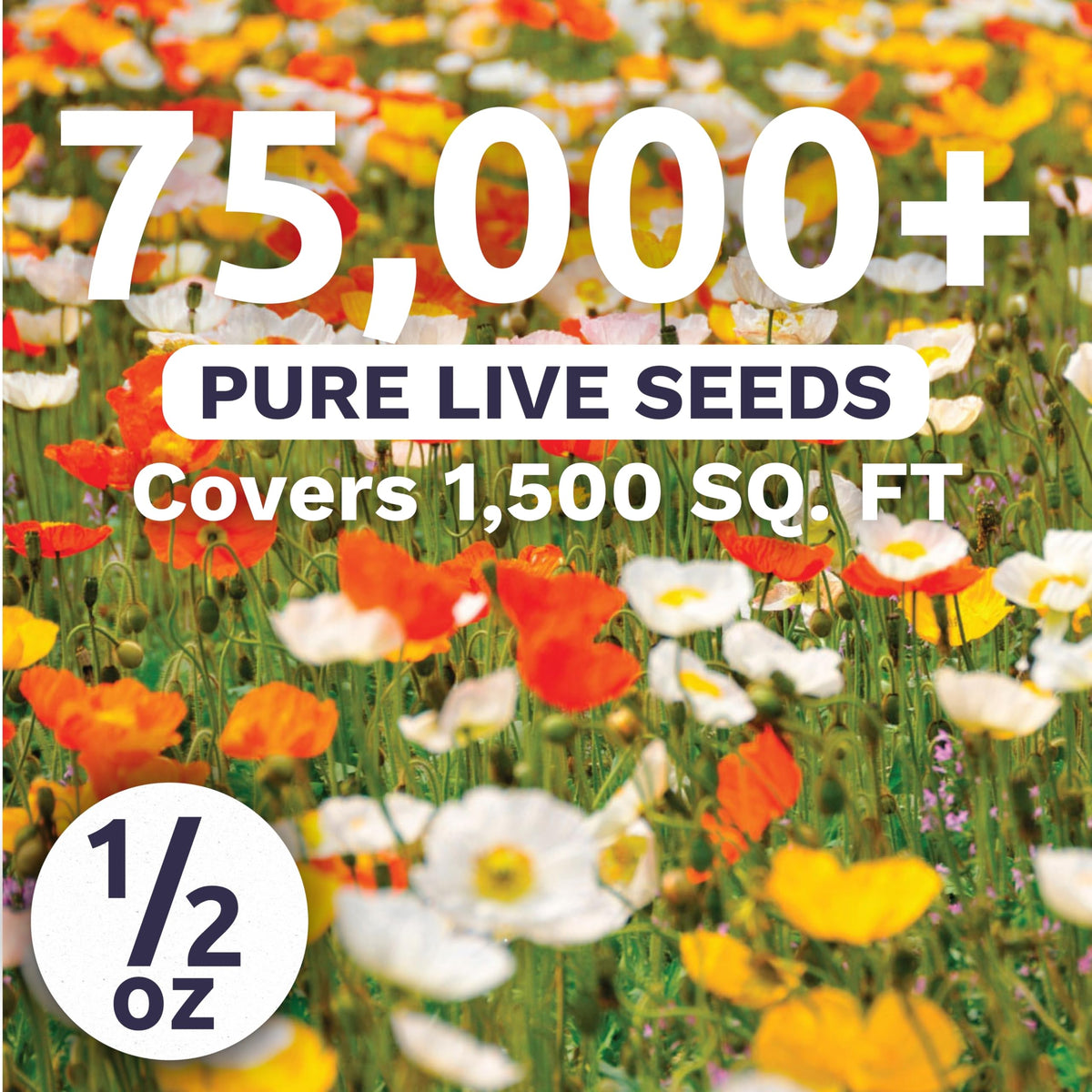 Sweet Yards Poppy Iceland bloom closeup highlights delicate papery petals and Arctic elegance.
