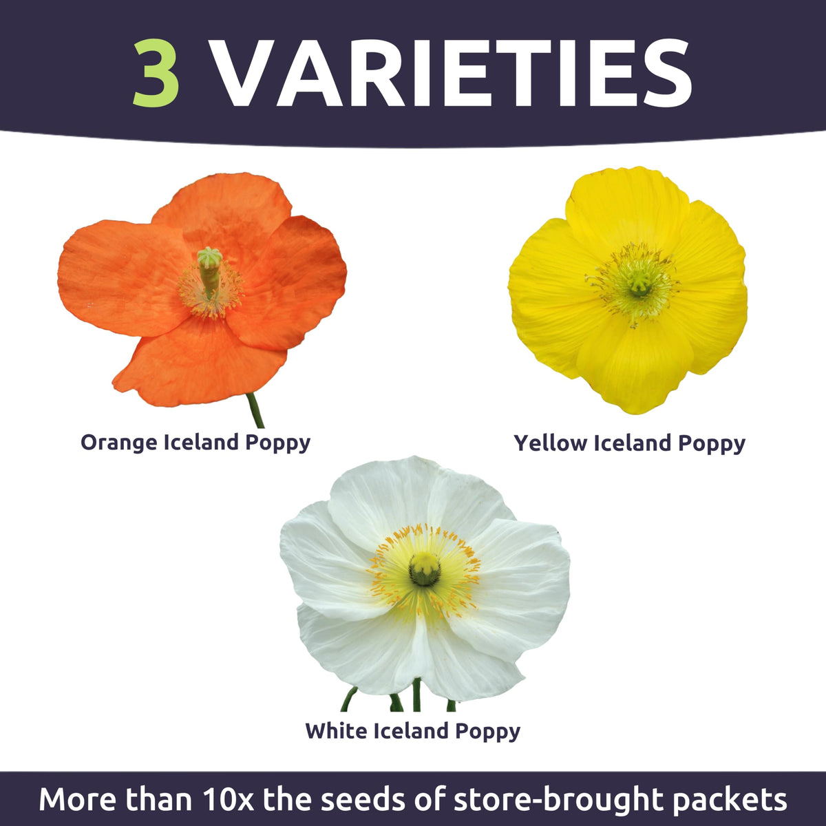 Sweet Yards Poppy Iceland soft-shades bloom image demonstrates vibrant field color.