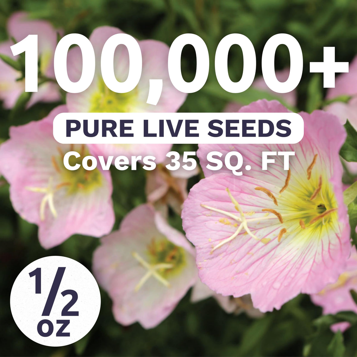 SWEET YARDS Primrose Evening Showy blooms opening at dusk