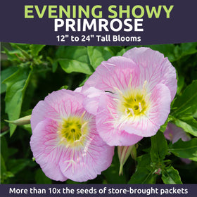 SWEET YARDS Primrose Evening Showy pale pink flowers in the garden