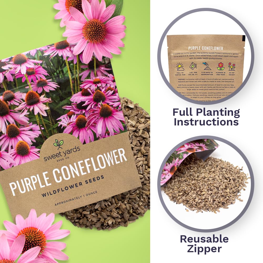 Purple coneflowers in bloom brighten garden beds with large purple flowers.