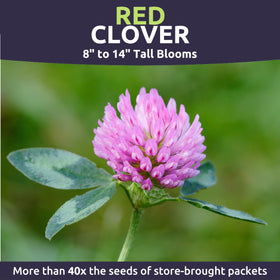 Sweet Yards red clover foliage adds lush green texture to borders.