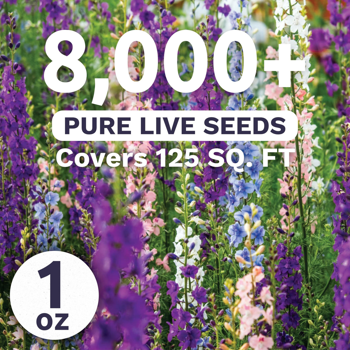 Rocket Larkspur Imperial Mix tall spikes add drama to borders