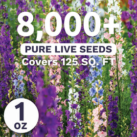 Rocket Larkspur Imperial Mix tall spikes add drama to borders