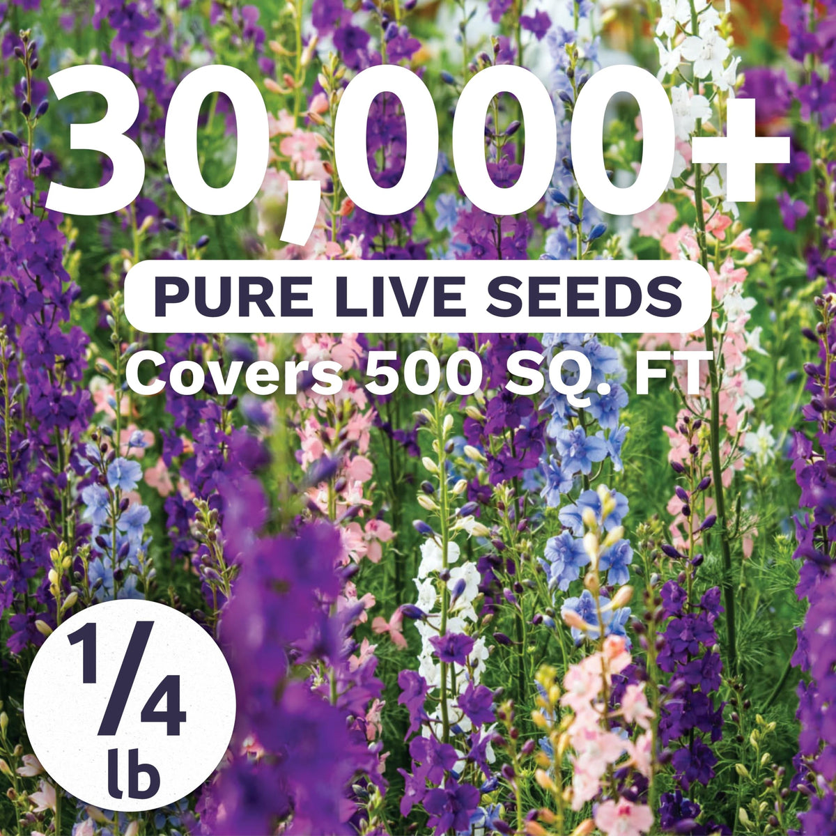 Sweet Yards Rocket Larkspur Imperial Mix tall spikes add dramatic height.