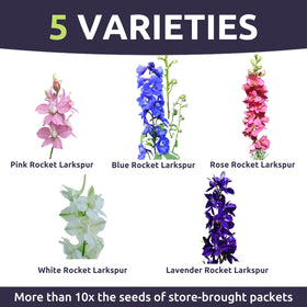 Vivid blues, pinks, and whites ideal for cutting and fresh arrangements