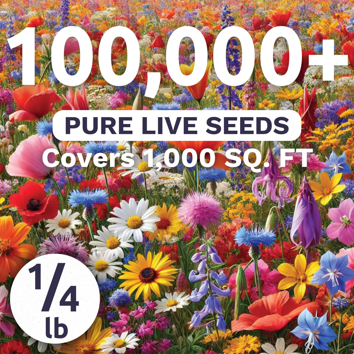 Sweet Yards Rocky Mountain meadow planting showcasing vibrant native blooms