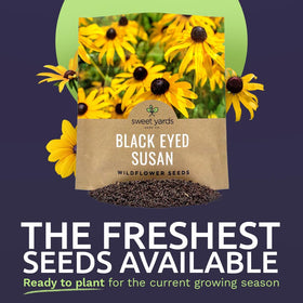 Sweet Yards Rudbeckia hirta open-pollinated seeds ready for reliable germination