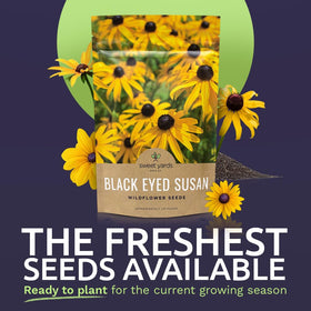 SWEET YARDS Rudbeckia hirta wildflower seeds seed bag boosting pollinator-friendly landscapes