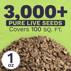 Close up of germinating SWEET YARDS coneflower seeds on soil surface.