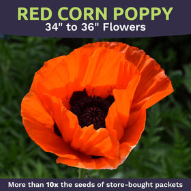 Sweet Yards seed packet closeup showing premium packaging.