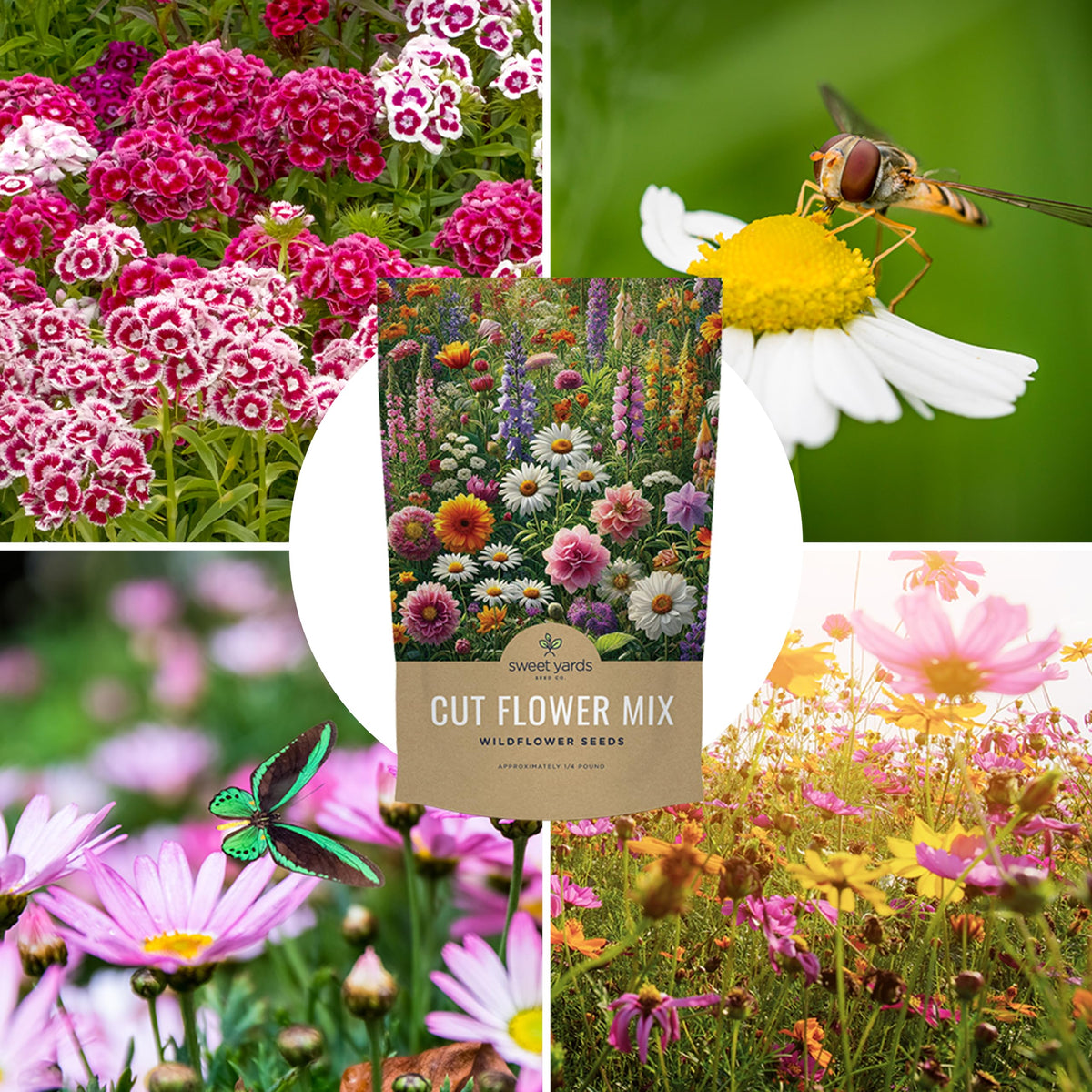 Sweet Yards seeds designed to color gardens across seasons.