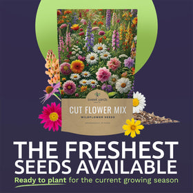 Sweet Yards seeds closeup shows plenty of seeds and quality.