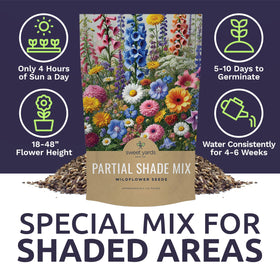 Sweet Yards seeds in hand close-up highlight freshness and seed quality