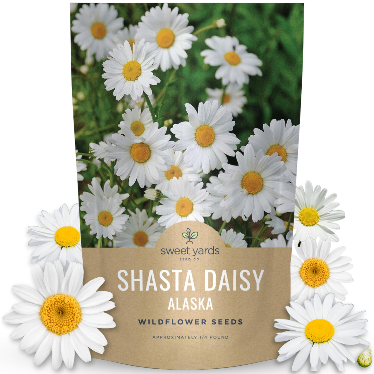 Sweet Yards Shasta Daisy Alaska bulk pouch seeds for large border planting and color