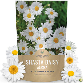 Sweet Yards Shasta Daisy Alaska bulk pouch seeds for large border planting and color