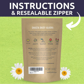 Long stems of Shasta Daisy Alaska suitable for cut flower arrangements