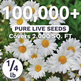 Closeup of Sweet Yards Shasta Daisy Alaska seeds showing texture for germination