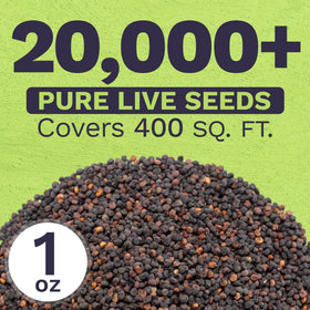 Sweet Yards Showy Baby's Breath seeds in a starter tray promote healthy seedlings.