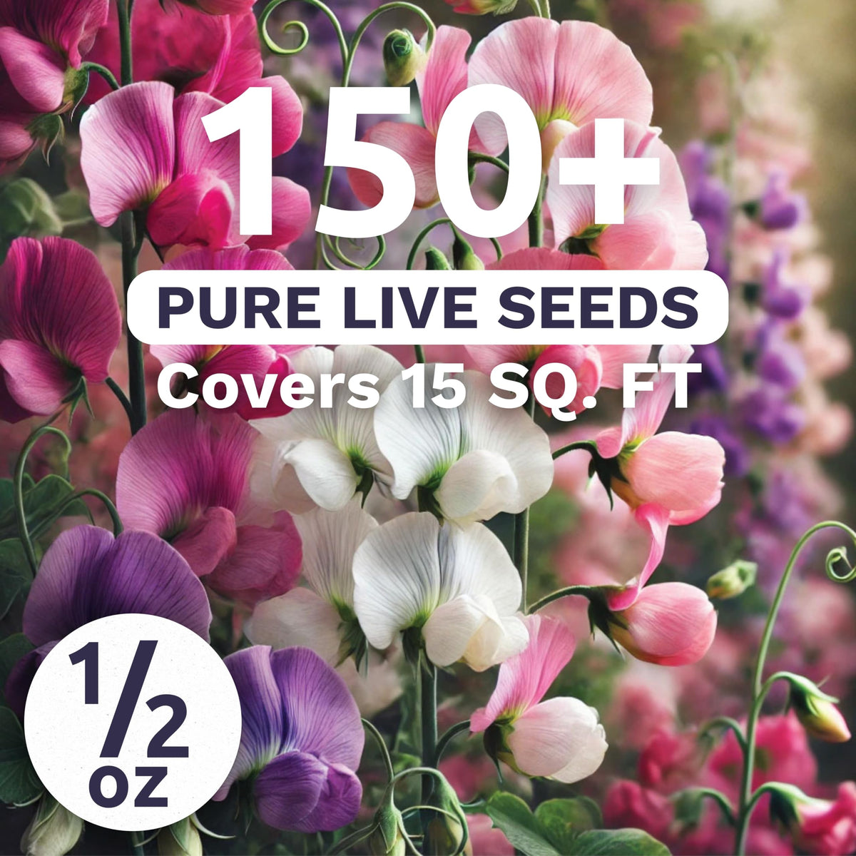 Sweet Yards Sweet Pea Knee High blooms in soft pastel colors