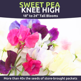 Sweet Yards Sweet Pea Knee High climbing a trellis with fragrance