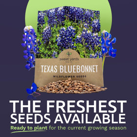 Sweet Yards Texas Bluebonnet seeds bulk coverage for 25 square feet.