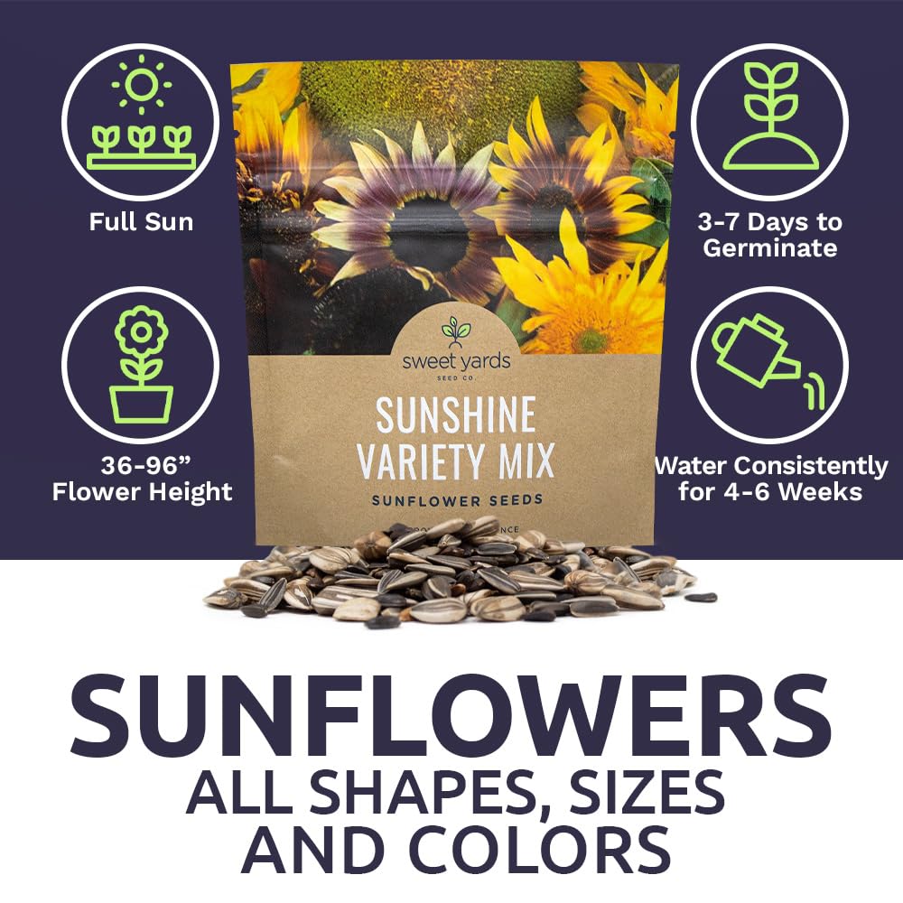 Sweet Yards open-pollinated sunflowers include tall and compact varieties.