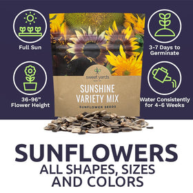 Sweet Yards open-pollinated sunflowers include tall and compact varieties.