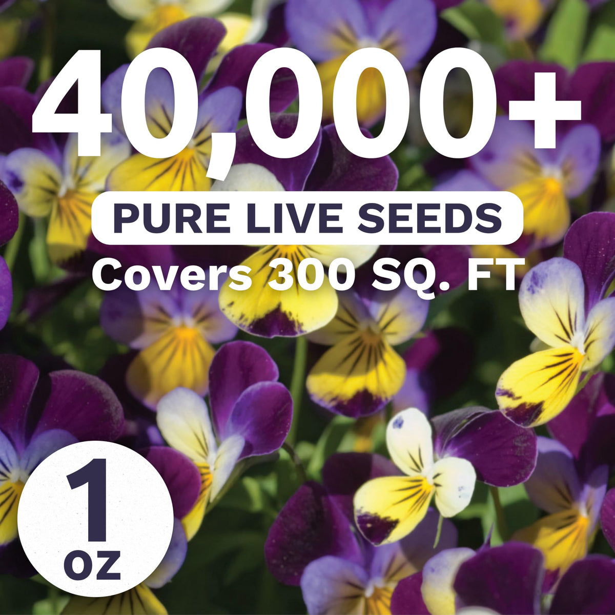 Sweet Yards Viola Johnny Jump-Up blooms along a garden border with tri-color petals.