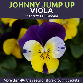 Sweet Yards Viola Johnny Jump-Up thriving in a container for a compact display.