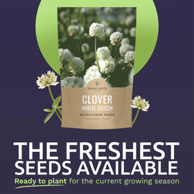 Sweet Yards White Dutch Clover seed closeup, life-ready seeds for lawn seeding.