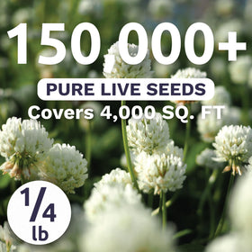 Sweet Yards White Dutch Clover seeds close-up highlighting seed quality