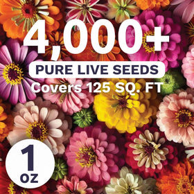 Sweet Yards Zinnia Crazy Blend vivid blooms for vibrant borders