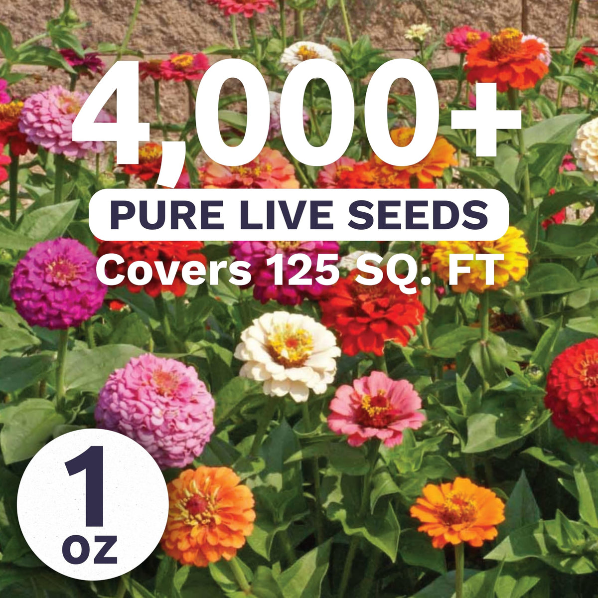 Sweet Yards Zinnia Cut & Come Again Mix close-up of bright petals for bouquets.