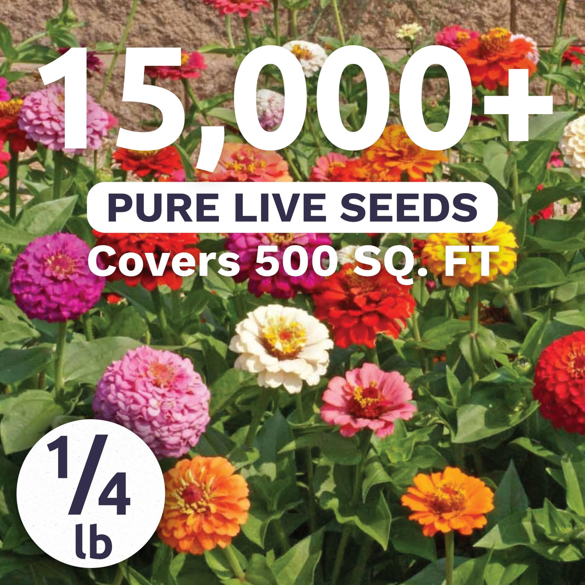 Sweet Yards zinnia Cut & Come Again mix color burst in a garden border.