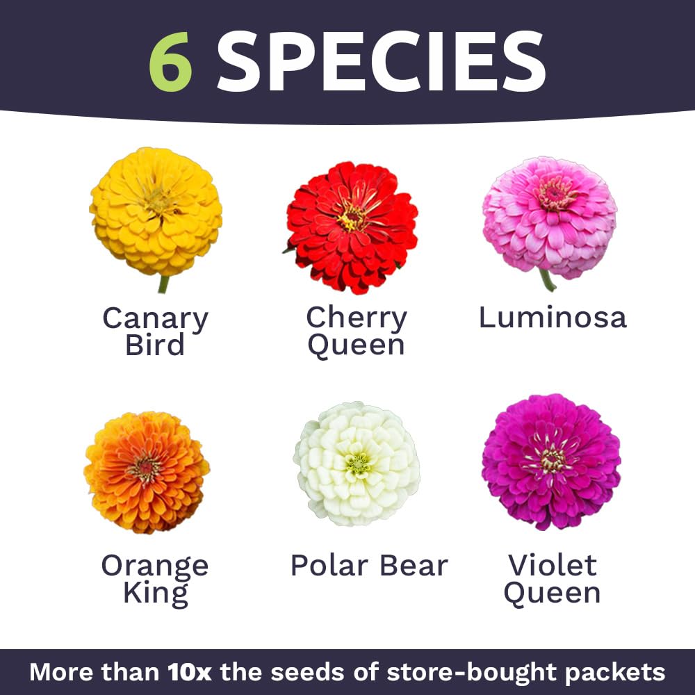 Sweet Yards California Giants mix zinnia blossoms in multi-color display