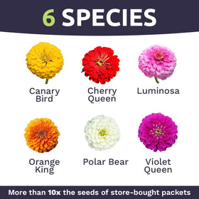 Sweet Yards California Giants mix zinnia blossoms in multi-color display