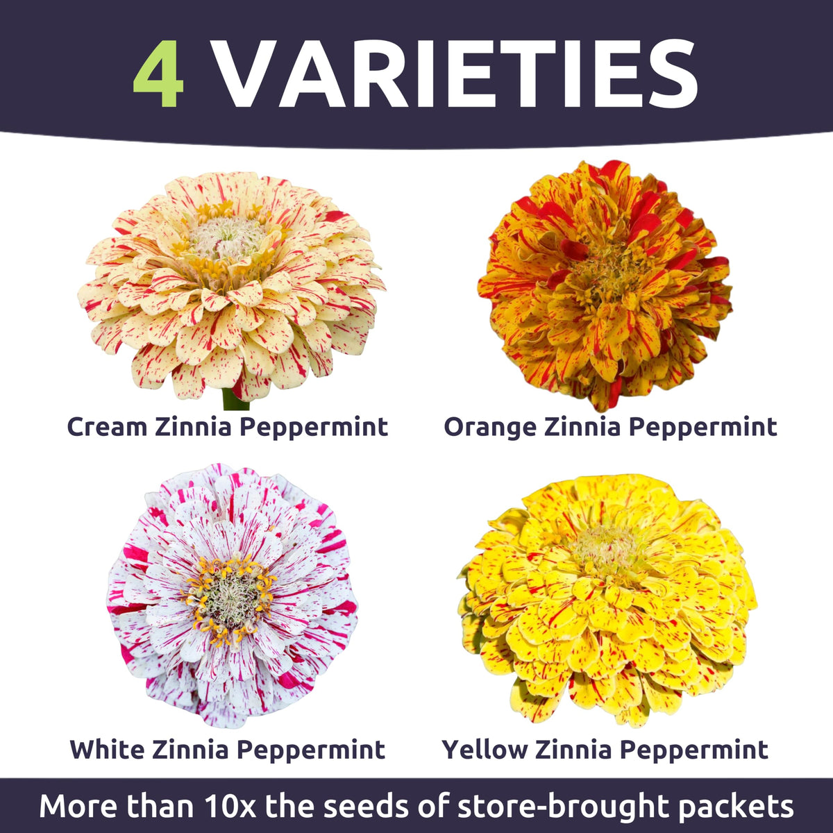 Sweet Yards Zinnia Peppermint Stick easy-to-grow seeds for a beginner-friendly garden