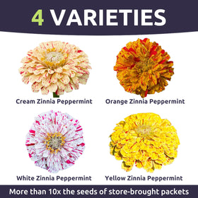Sweet Yards Zinnia Peppermint Stick easy-to-grow seeds for a beginner-friendly garden