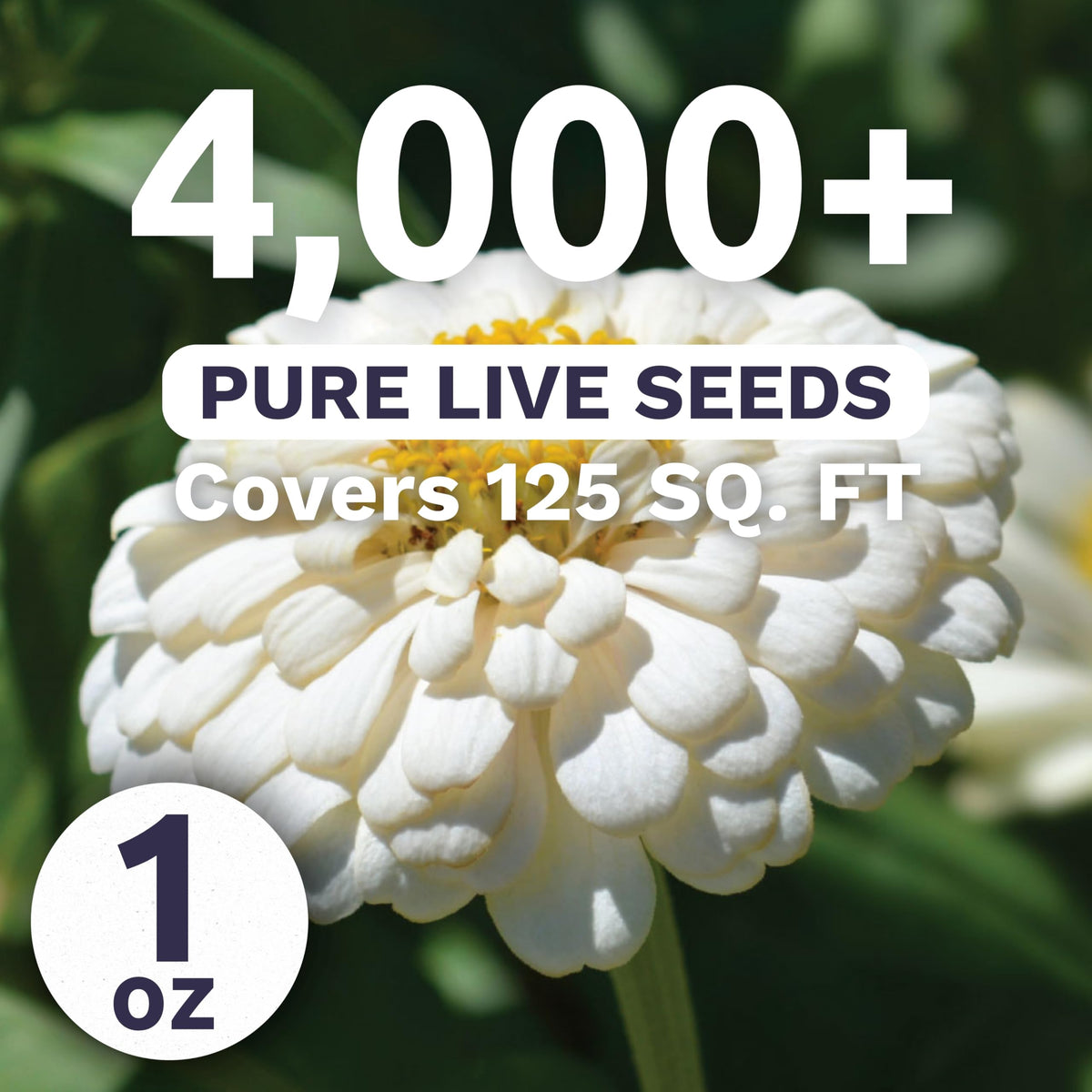Close-up of Sweet Yards Zinnia Polar Bear White blooms in white tones.