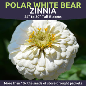 Zinnia Polar Bear White border plants by Sweet Yards for serene borders.