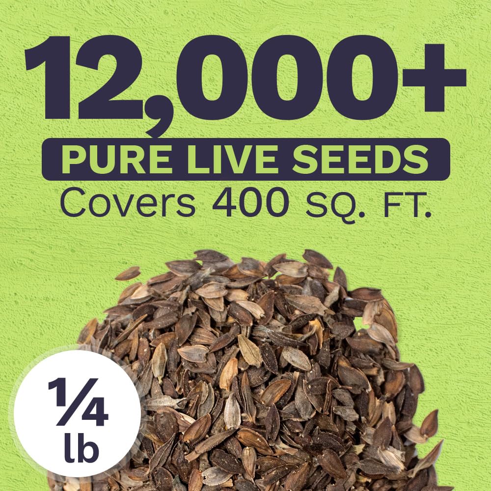 Sweet Yards zinnia seeds close-up ready to germinate in warm soil