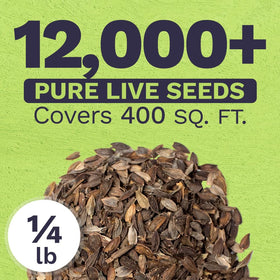 Sweet Yards zinnia seeds close-up ready to germinate in warm soil