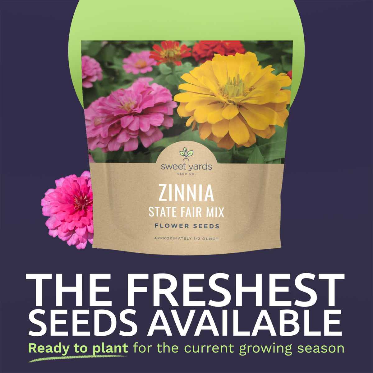 Sweet Yards Zinnia State Fair Mix blooms are large, dahlia-like, ideal for stunning cut flower arrangements