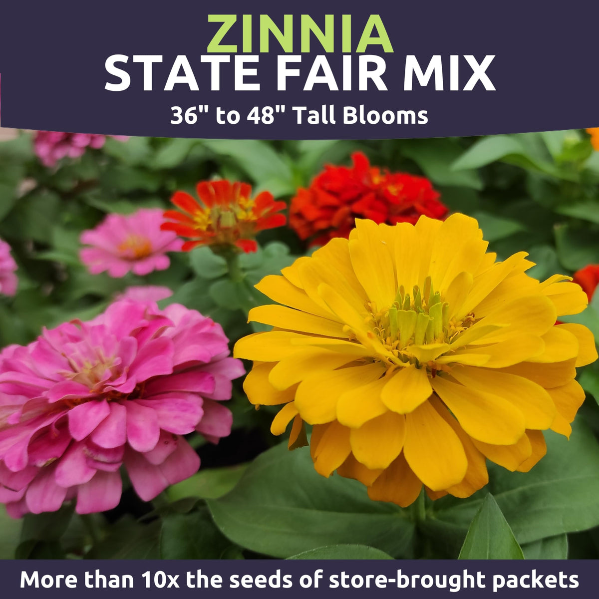Sweet Yards Zinnia State Fair Mix features heat-tolerant blooms for warm seasons